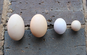 FREE RANGE HENS EGGS AND FREE RANGE PULLETS EGGS