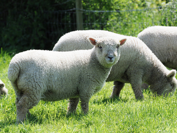 Grass fed lamb Ireland