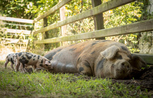 Free range Pork