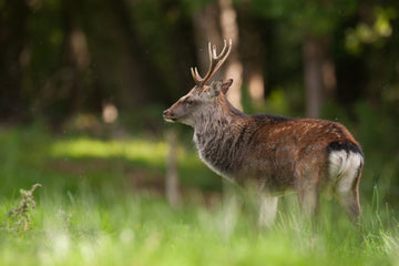 Wild venison Ireland