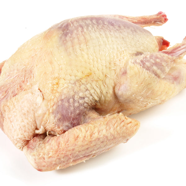 Wild pigeon (whole, oven ready)